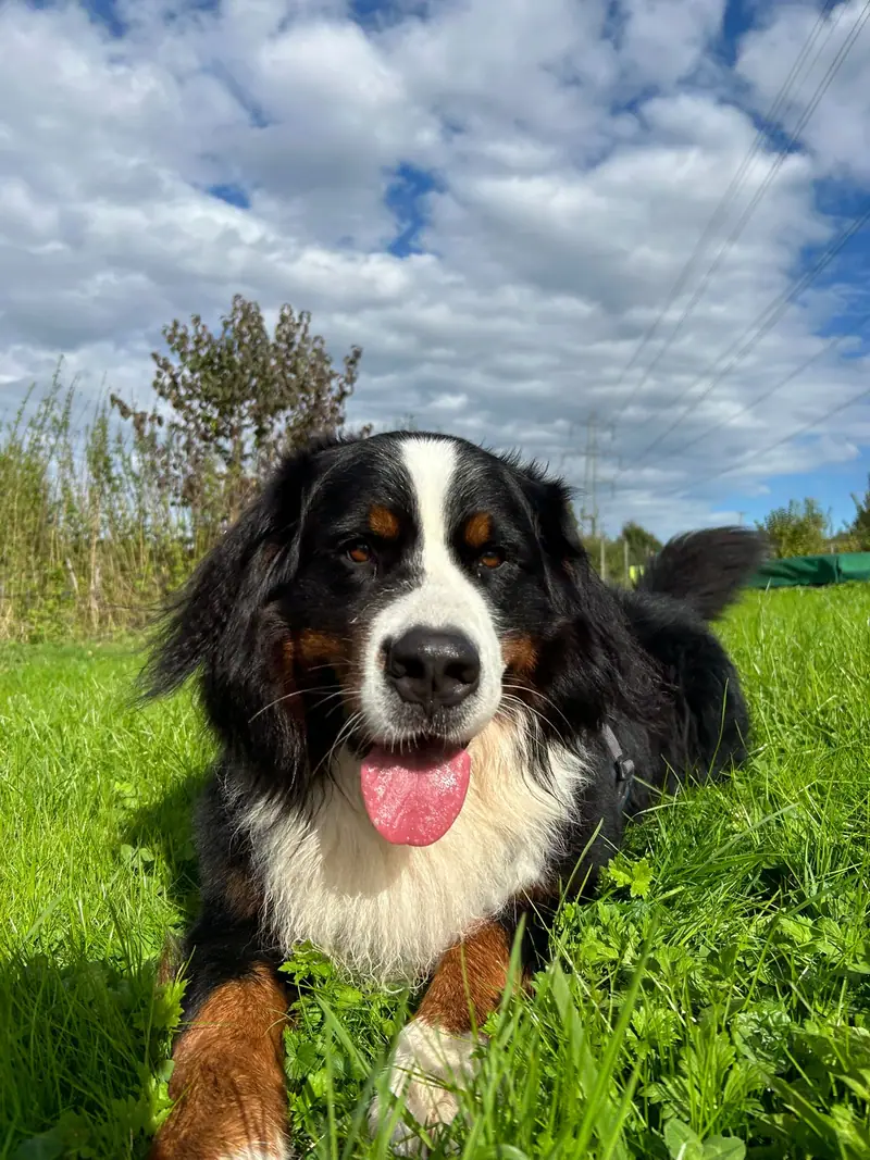 Olaf, ein schwarz-weiss-brauner Hund, liegt im grünen Gras