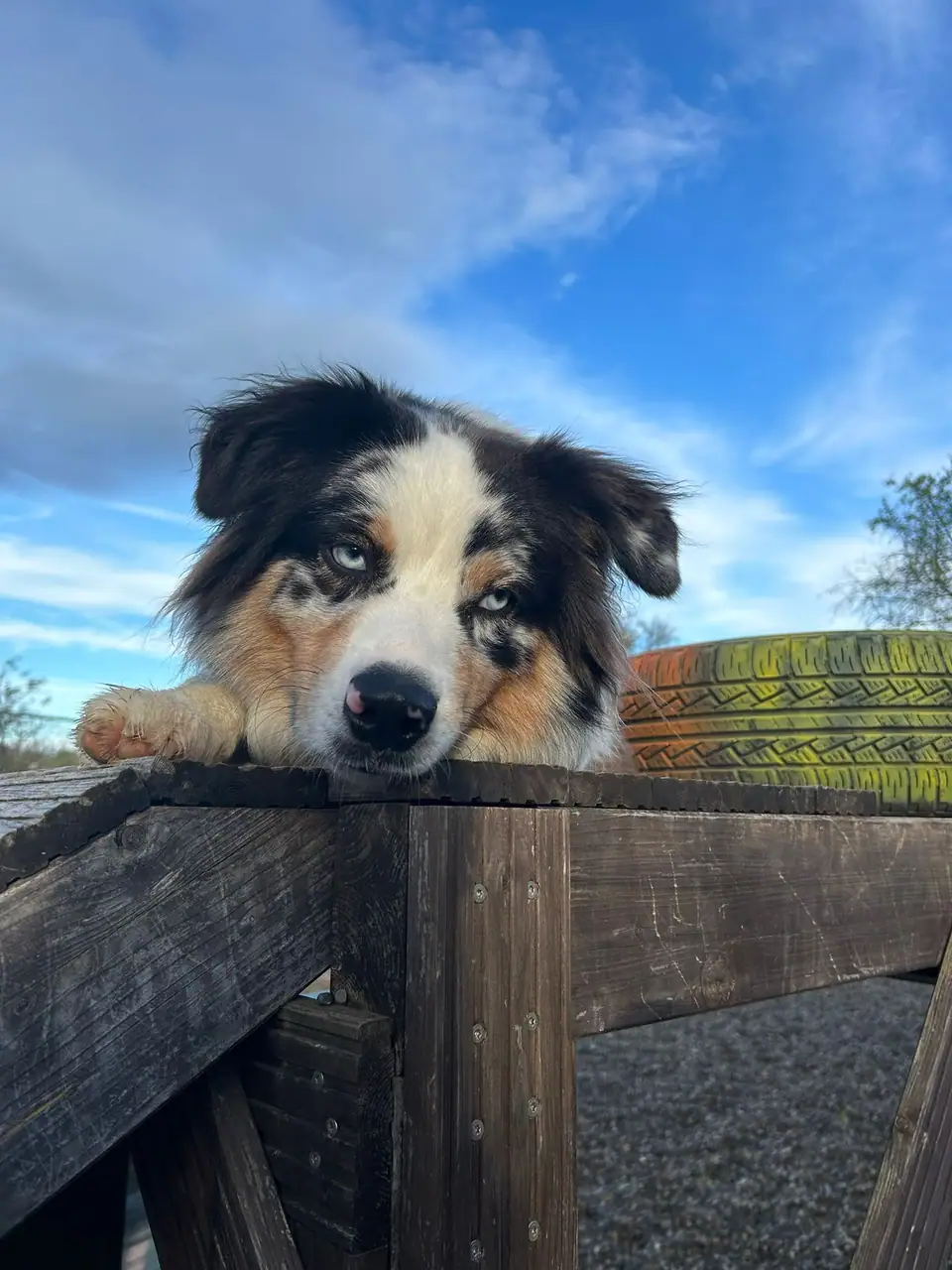 Hund mit hellen Augen lehnt am Holzzaun vor blauem Himmel mit Wolken