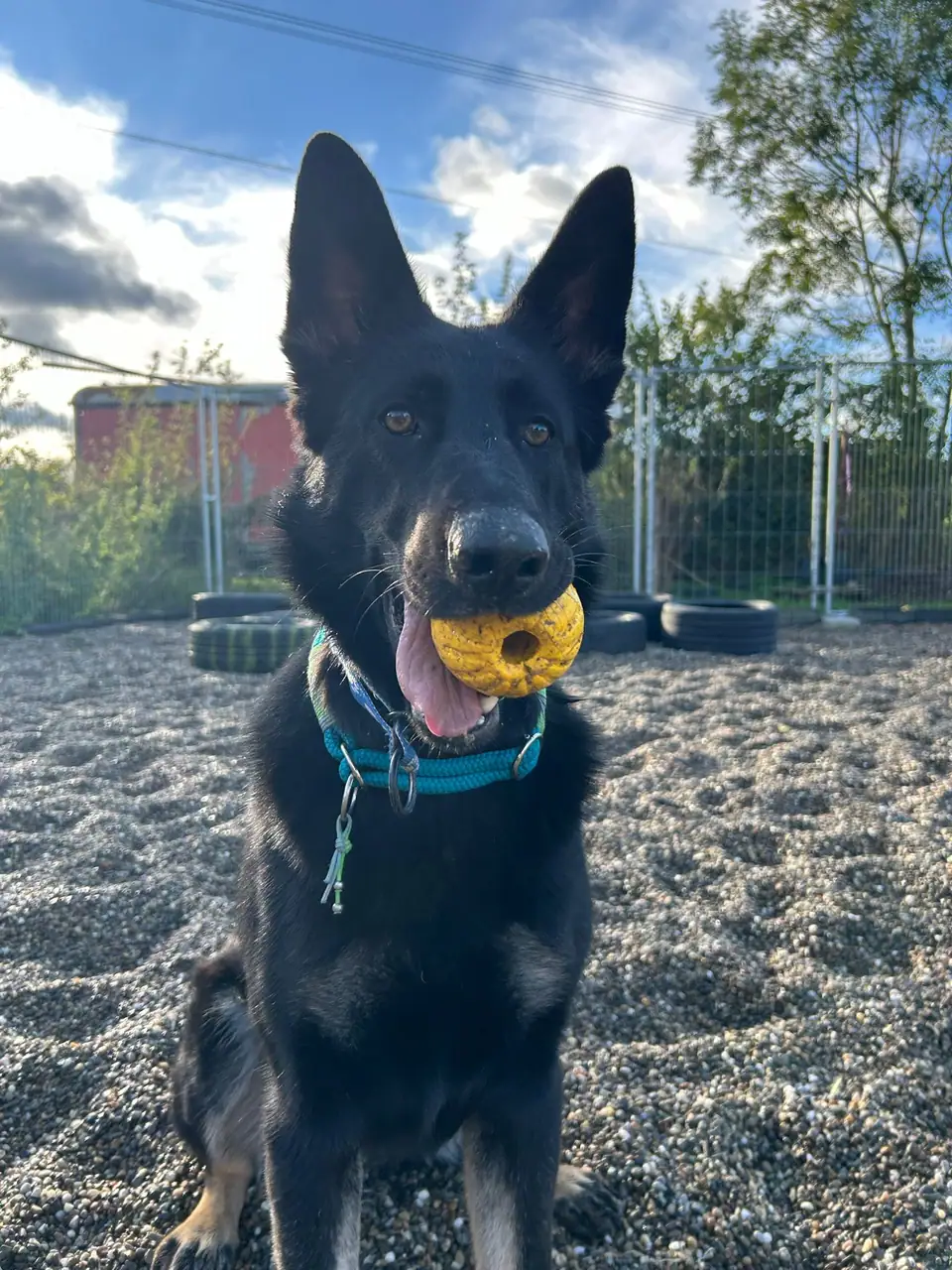 Schwarzer Hund mit gelbem Ball im Maul steht auf dem Kiesplatz
