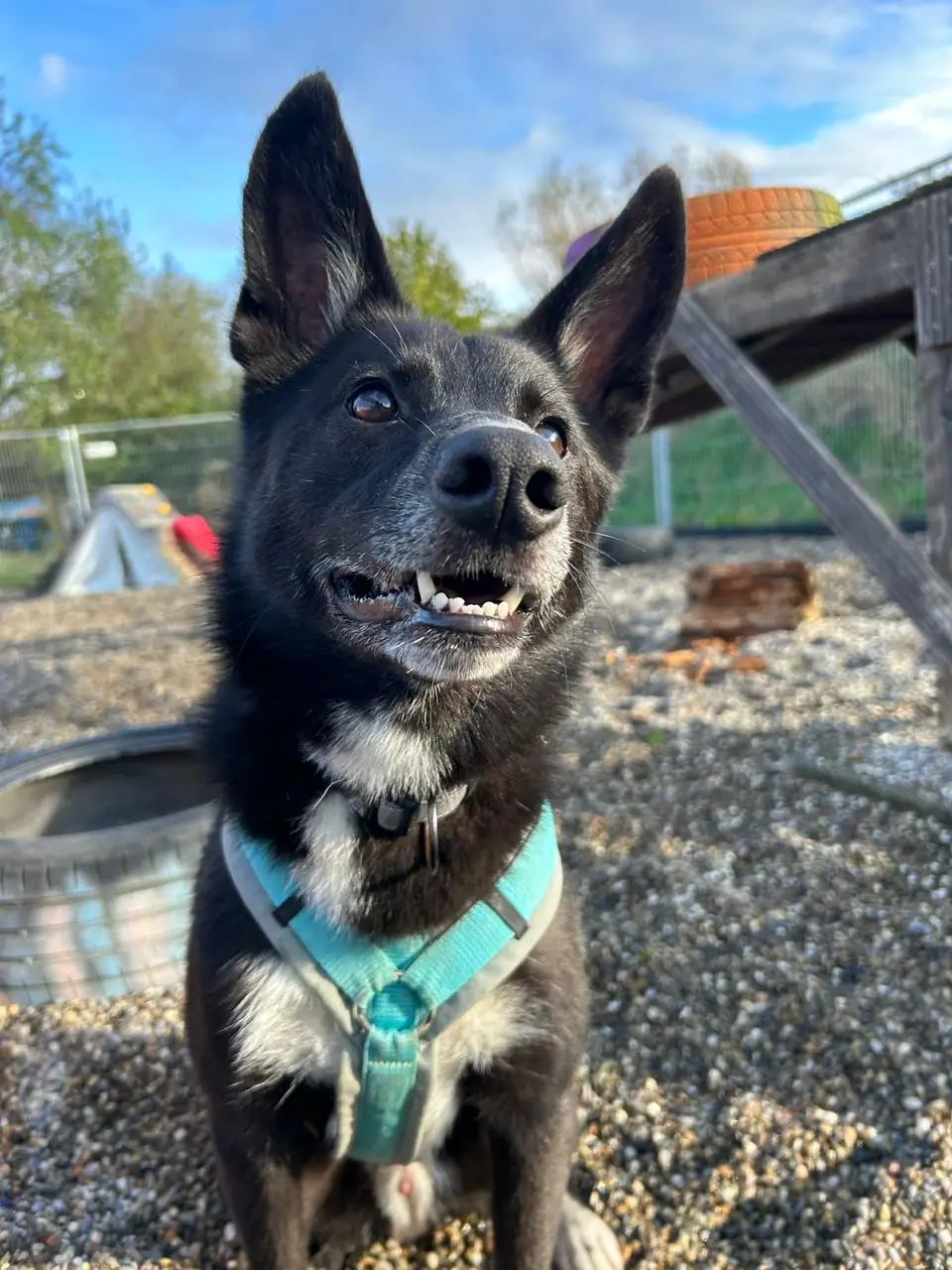 Schwarzer Hund mit türkisem Geschirr sitzt auf dem Kies, dahinter ein Zaun