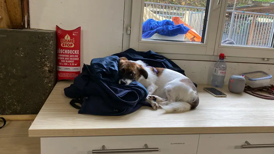 Hund liegt auf einer Ablage neben Decken vor einem Fenster