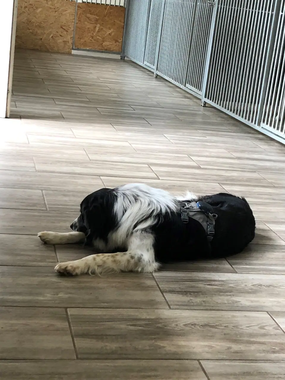 Schwarz-weisser Hund liegt im Gang der Hundepension auf dem Holzboden