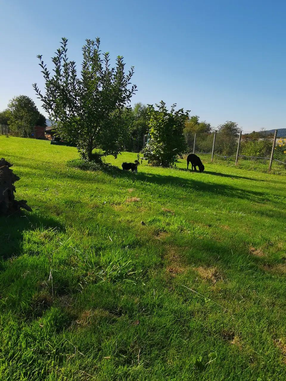 Wiese mit Bäumen im Sonnenlicht, in der Ferne kleine Hunde