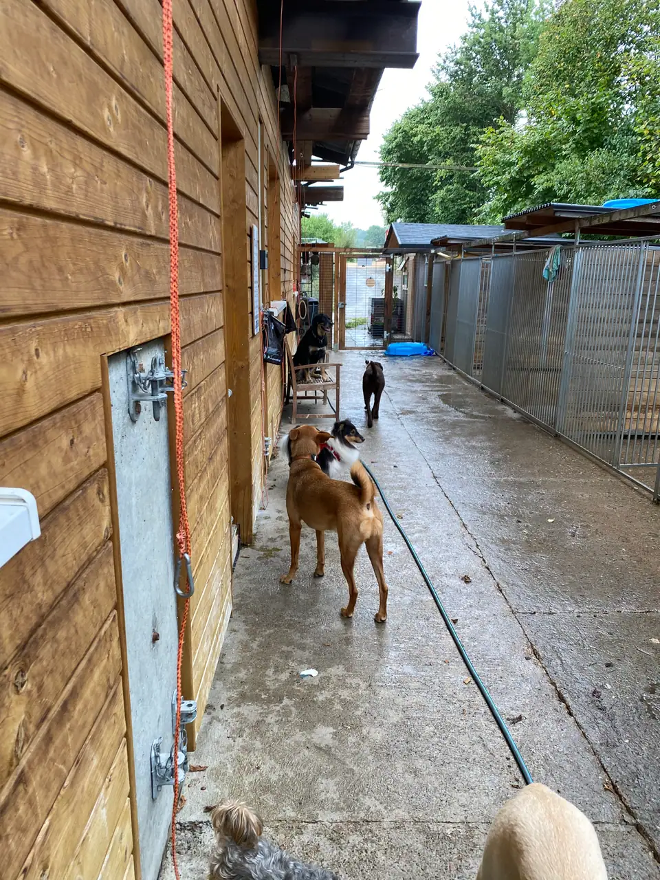 Hund im überdachten Gang zwischen Holzhaus und Zwingern