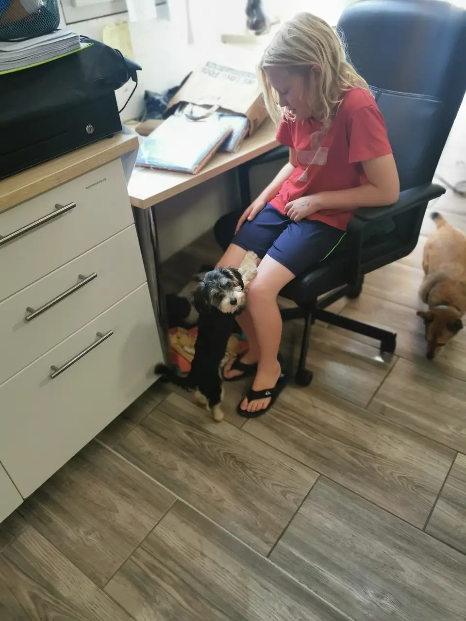 Person am Schreibtisch im Büro, daneben ein kleiner Hund