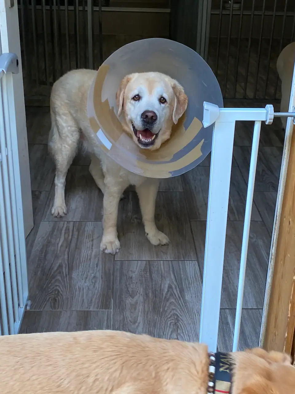 Heller Hund mit Halskragen steht hinter einem Türgitter