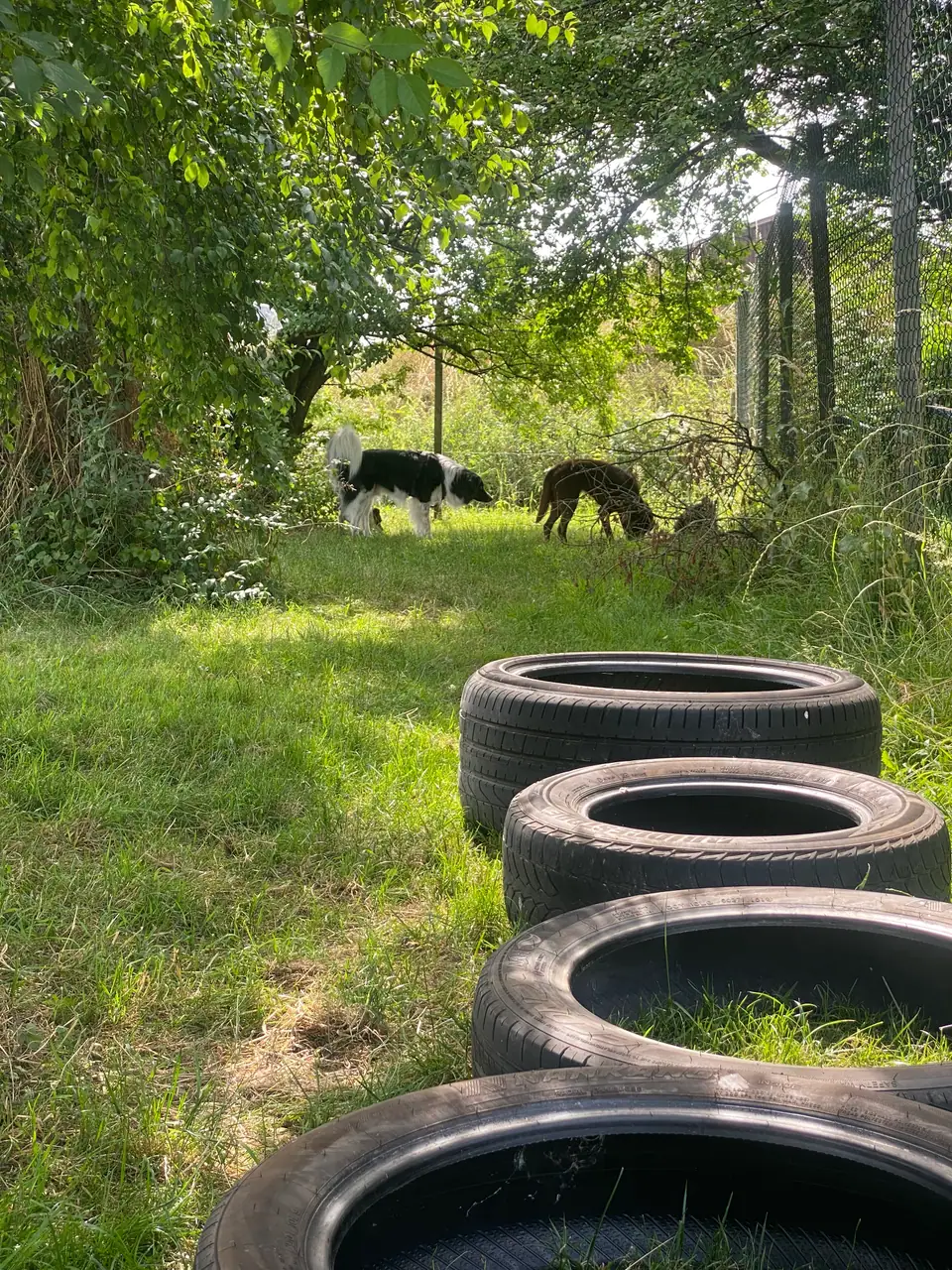 Hunde auf der Wiese hinter aufgestapelten Autoreifen