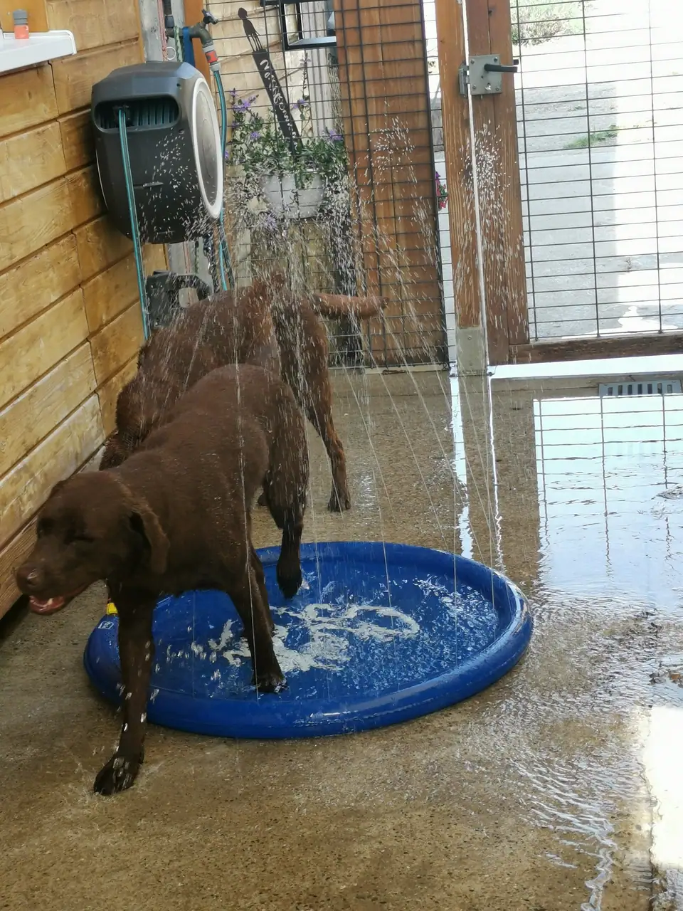 Brauner Hund an einem blauen Wasserbecken im Innenbereich
