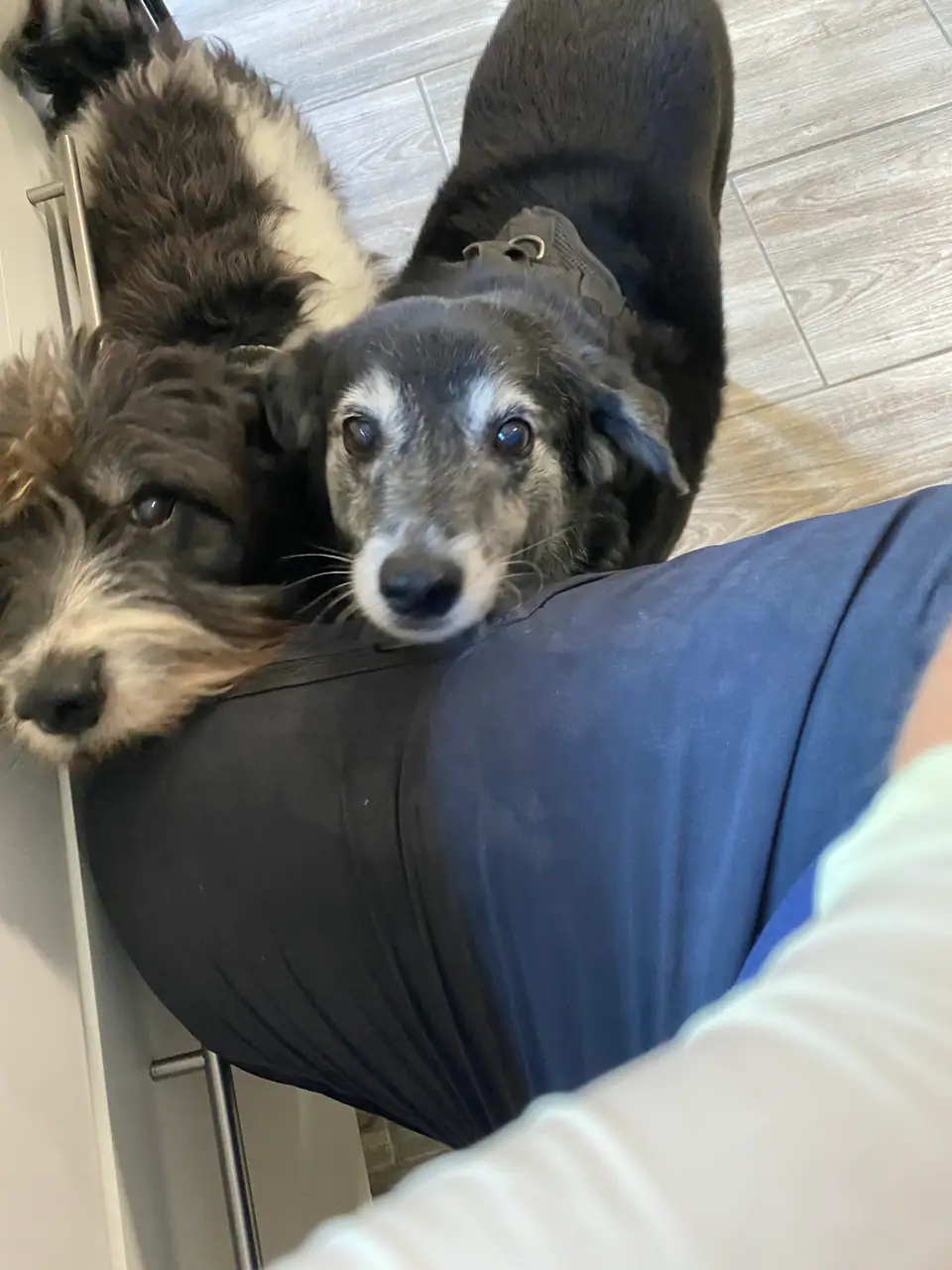 Zwei Hunde schauen in die Kamera, einer legt den Kopf auf ein Bein