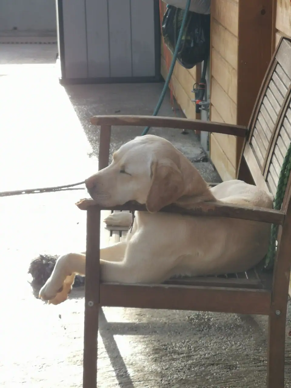 Heller Hund liegt in der Sonne auf einem Holzstuhl