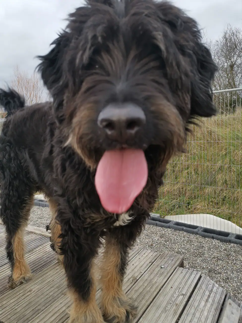 Grosser, zotteliger schwarzer Hund mit herausgestreckter Zunge auf der Holzterrasse