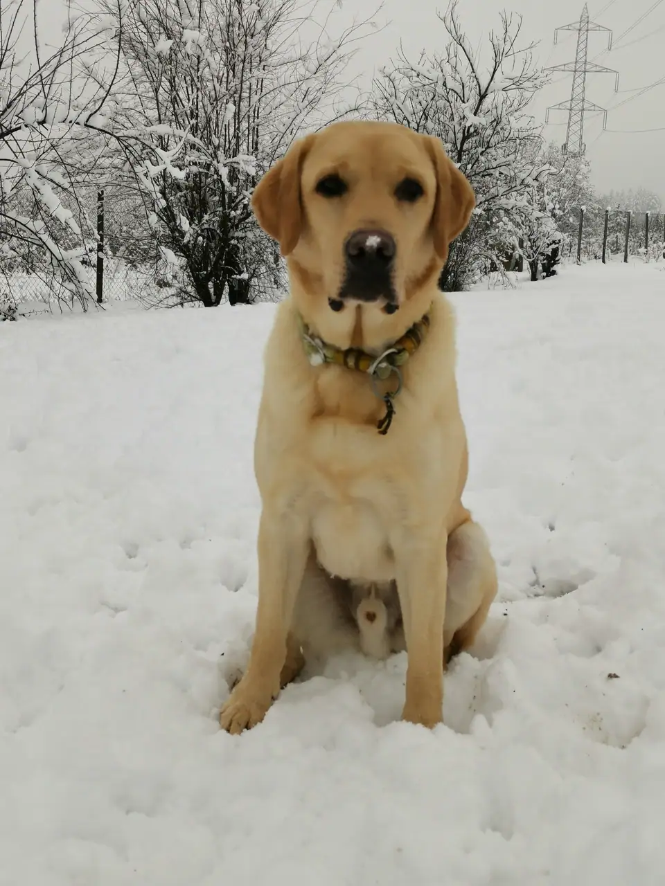 Gelber Labrador sitzt im Schnee