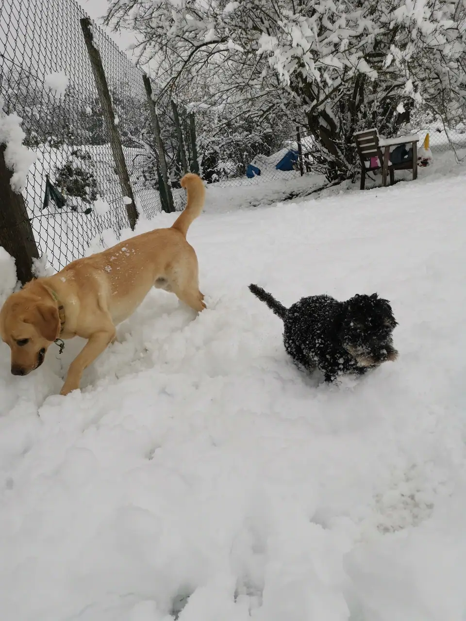 Zwei Hunde spielen im verschneiten Auslauf