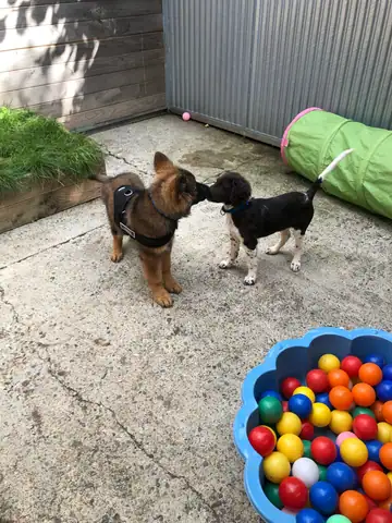 Zwei Hunde spielen im Auslauf, daneben ein Becken mit bunten Bällen