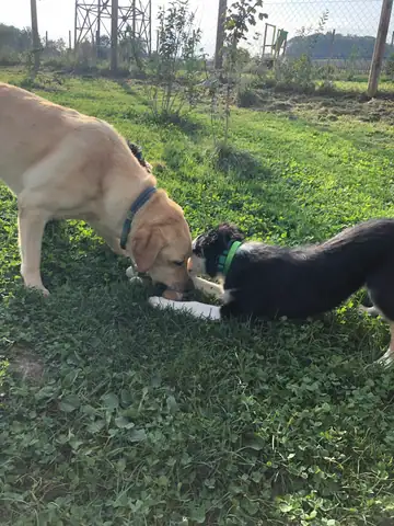Zwei Hunde raufen auf der Wiese mit einem Spielzeug