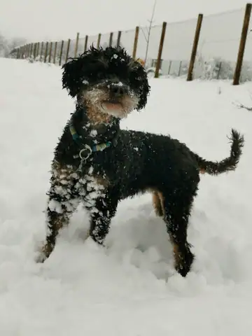 Schwarzer, lockiger Hund steht im Schnee