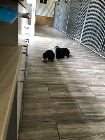 Zwei schwarze Hunde in einem Gang mit Holzboden