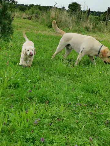 Zwei Hunde beschnuppern das Gras auf der Wiese