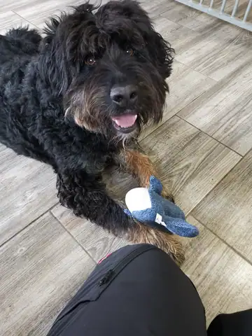 Grosser schwarzer Hund mit Spielzeug auf der Holzterrasse