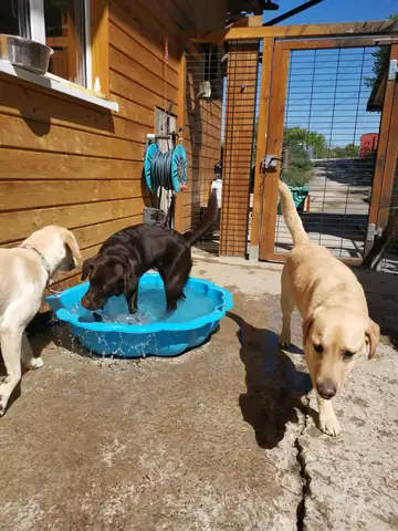 Hunde an einem Planschbecken vor dem Holzhaus
