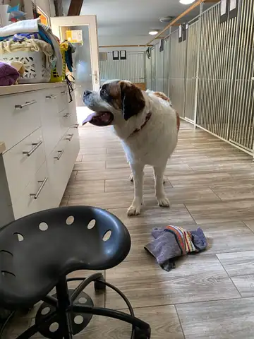 Grosser Hund im Gang des Innenbereichs, im Vordergrund ein Sitzhocker