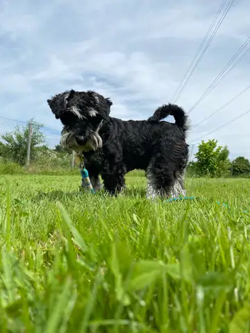 Schwarzer Hund steht im hohen Gras vor dem Himmel