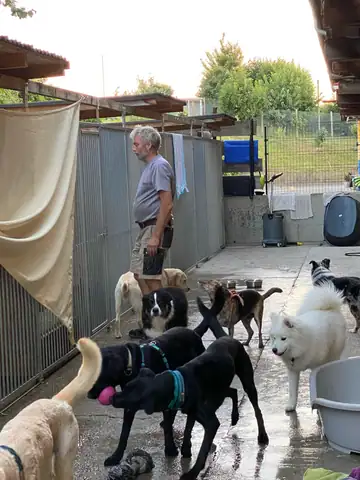 Person mit vielen Hunden im überdachten Gang