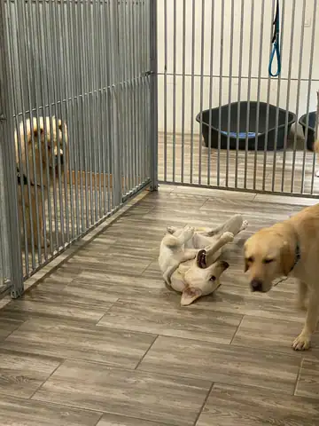 Zwei Hunde in einem Zwinger mit Holzboden