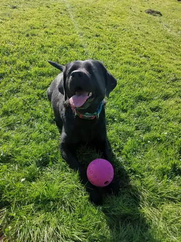 Schwarzer Hund mit rosa Ball auf der Wiese