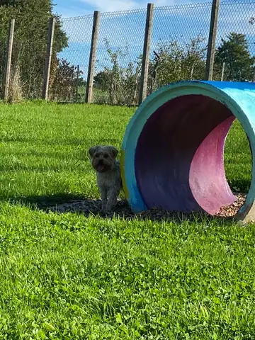Kleiner Hund vor einem Tunnel auf der Wiese