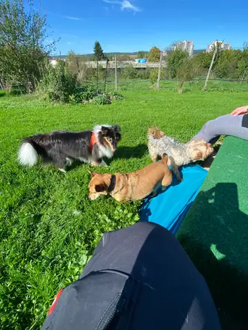 Hunde spielen auf der Wiese, im Vordergrund ein blauer Sack