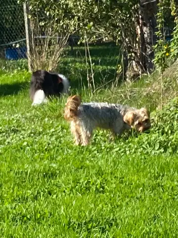 Zwei kleine Hunde auf der Wiese
