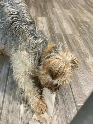 Zotteliger Hund liegt auf dem Holzboden