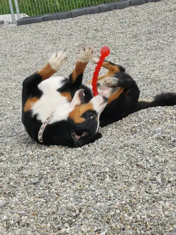 Hund wälzt sich auf dem Kies auf dem Rücken