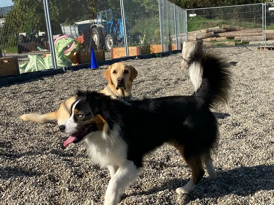 Zwei Hunde auf dem Kiesplatz, im Hintergrund ein Traktor