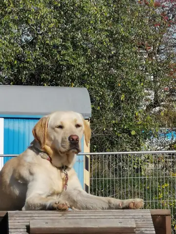 Heller Hund lehnt an einer Bank vor einem blauen Häuschen