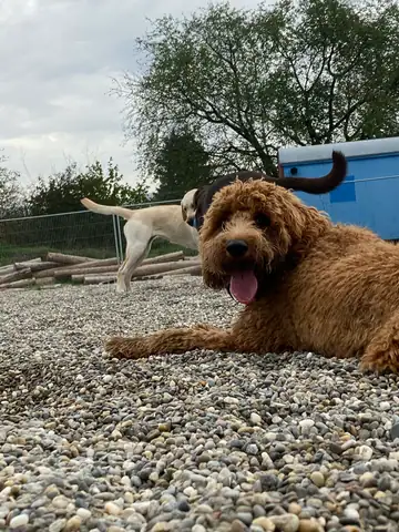 Brauner, lockiger Hund liegt auf dem Kiesplatz