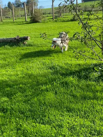 Wiese mit einem kleinen Hund, dahinter ein Zaun
