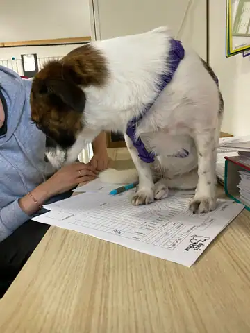 Hund steht auf einem Tisch, daneben werden Unterlagen ausgefüllt