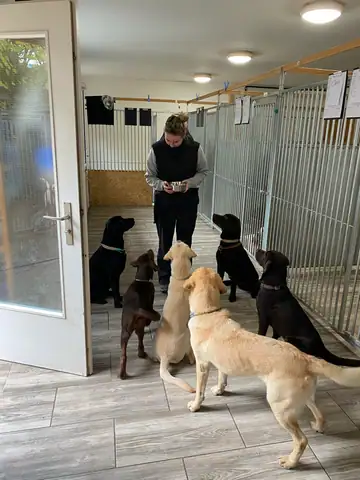 Person mit Hunden im Gang des Innenbereichs, die Hunde warten vor der Tür