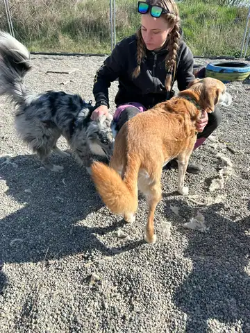 Person mit Hunden auf dem Kiesplatz