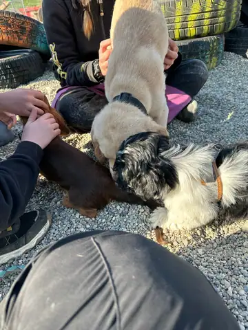 Person kuschelt auf dem Kies mit zwei Hunden