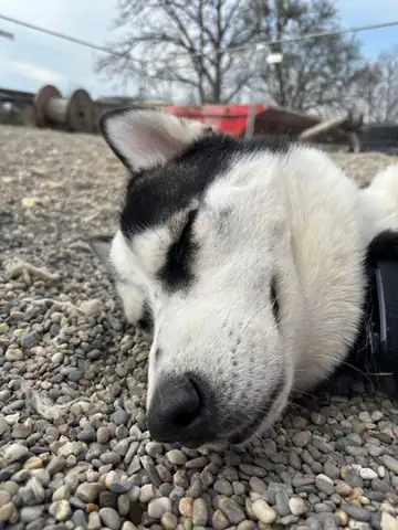Hund mit schwarz-weissem Fell schläft auf dem Kies