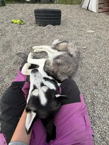 Hund liegt auf dem Schoss einer Person auf dem Kiesplatz