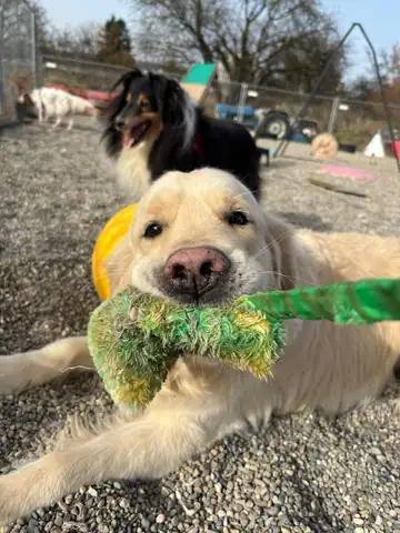 Heller Hund mit Spielzeug im Maul liegt auf dem Kies, dahinter weitere Hunde