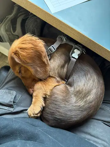 Brauner Hund liegt zusammengerollt