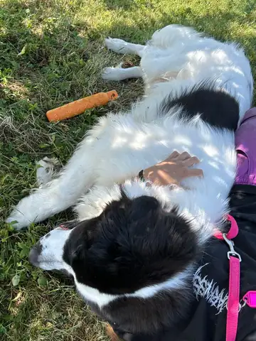 Weiss-schwarzer Hund liegt mit einem Spielzeug auf der Wiese