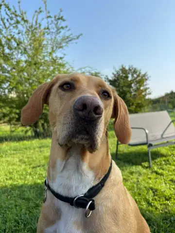 Hund mit braunem Fell und Halsband schaut in die Kamera