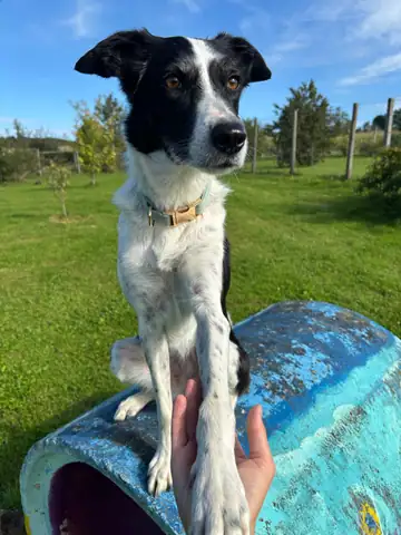 Schwarz-weisser Hund sitzt auf einem blauen Tunnel