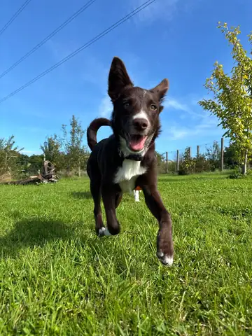 Brauner Hund läuft über die Wiese